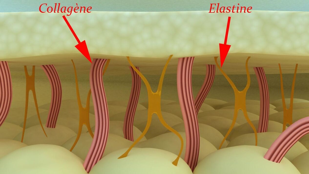 Collagen and elastin - the structural proteins of the skin